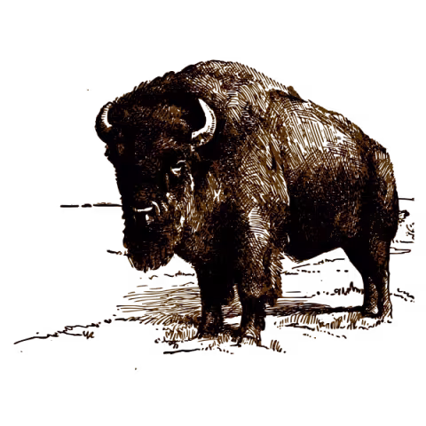 Bison